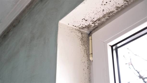 Reliable Clarksville, TX Mold Inspection, Removal & Remediation Solutions